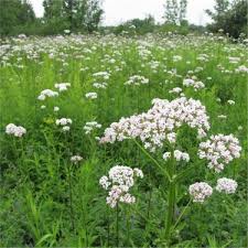 Valeriana Officinalis Kedi Otu Fidesi Fiyati Taksit Secenekleri