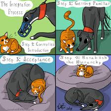 4 Steps To The Integration Process Cat And Dog Memes Grey Hound Dog Cat Comics