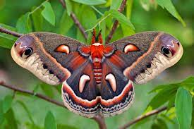 6,754 likes · 6 talking about this. Moths Pick Up The Night Shift Chesapeake Bay Program