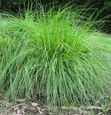Image result for Carex angolensis