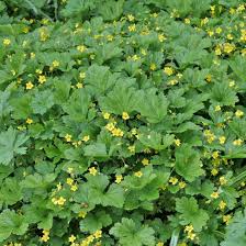 Golderdbeere Waldsteinia Geoides Bodendecker Garten Pflanzen