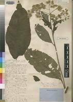 Image result for Vernonia auriculifera
