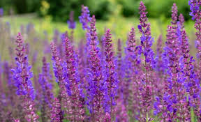 We did not find results for: Best Spring Flowers In South Texas Santa Cruz Properties