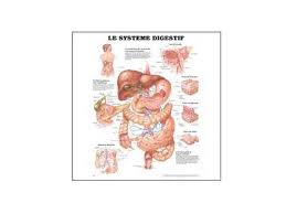 the digestive system chart in spanish 20 x 26