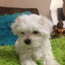 Browse beautiful, locally bred morkie puppies for sale near miami, florida! Morkie Puppies For Sale Female For Sale In Miami Florida Classified Americanlisted Com