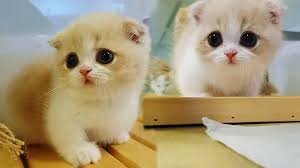 Maybe you would like to learn more about one of these? Cutest Munchkin Kittens Will Make Your Day Brighter Youtube