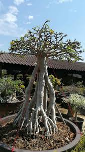 Pin Oleh Tuka Cazari Di Adenium