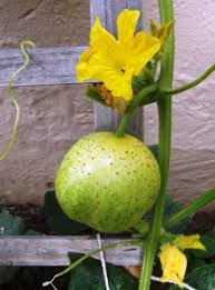 Image result for Cucumis quintanilhae