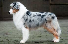 He's actually 1/2 golden retriever, 1/4 border collie, and 1/4 australian shepherd (the perfect mix of family dogs). Australian Shepherd Golden Retriever Mix Facts To Know