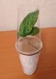 Although your plants should be well protected by your packaging, it's not a bad idea to add a cautionary live plants! label in the. What Is The Best Way To Send Plants Through The Mail Cool Plant Blog