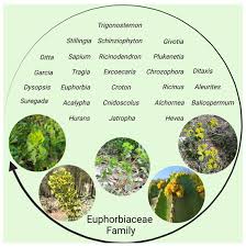 Image result for Manniophyton fulvum