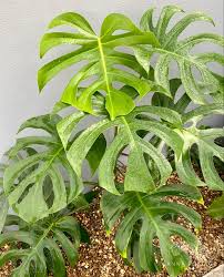 Monstera Deliciosa Brazilian Form