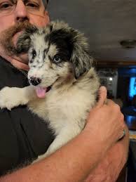 Hi all! I just wanted to introduce myself and share a photo I took. This  was our beloved Cydney we miss her so much