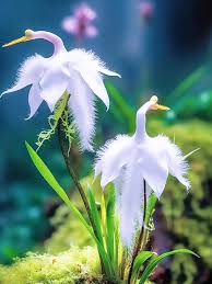 Image result for Habenaria cirrhata