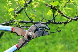 Maybe you would like to learn more about one of these? Don T Be Afraid To Heavily Prune Your Fruit Trees North Carolina Cooperative Extension