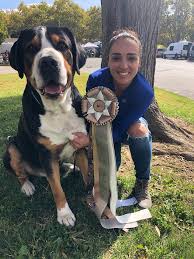 The greater swiss mountain dog is a very ancient breed, tracing its time of origin to approximately 2,000 years ago. News 2019 Trout Creek Swiss Mountain Dogs