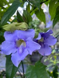 Image result for Thunbergia grandiflora
