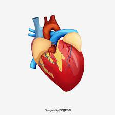 الإنسان الإنسان الخلاق تخطيط كهربية القلب الطبية Png وملف Psd للتحميل مجانا Heart Images Hd Heart Images Human Heart