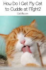 Get Your Cat To Cuddle At Night In 10 Easy Steps Catvills Cat Behavior Cats Cat Cuddle