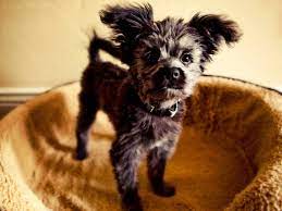 Maybe you would like to learn more about one of these? Yorkiepoo Dog Breed Everything About Yorkiepoo