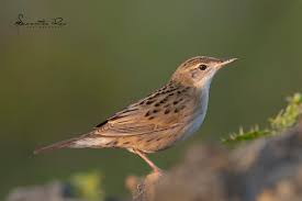 Image result for Humularia meyeri-johannis