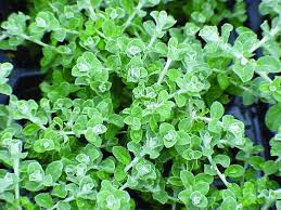 Image result for Helichrysum argyranthum