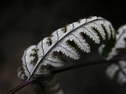 Image result for Aleuritopteris