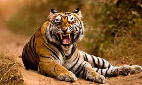 Picture your special day at the park! India S Wild Tiger Population Rises 33 In Four Years India The Guardian