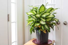 How To Care For Dieffenbachia Hunker Plants Indoor Plants Poisonous Plants