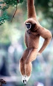 How Do You Tell The Difference Between Apes Baboons Chimpanzees Gorillas And Monkeys Dieren Apen