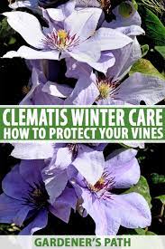 Check spelling or type a new query. Winter Care And Protection For Clematis Plants Gardener S Path