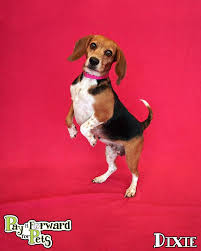 Adopt Dixie On Hayvanlar
