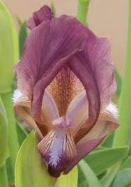 Image result for Disperis reichenbachiana