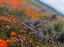 There's so many things to do in lancaster, pa! Antelope Valley California Poppy Reserve Lancaster 2021 All You Need To Know Before You Go With Photos Lancaster Ca Tripadvisor