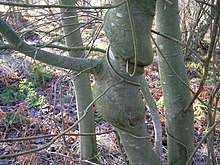 Wuchsbreite 10 meter bis 15 meter. Willow Wikipedia