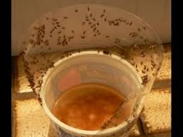 You may be wondering, what attracts fruit flies? and how do you get rid of fruit flies? as you may be dealing with a fruit fly problem or know. Fruit Fly Trap How To Get Rid Of Fruit Fly Easily At Home Youtube