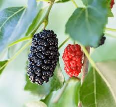 Maybe you would like to learn more about one of these? Mulberry Tree The Mighty Berry Producer