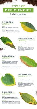 Nitrogen spurs on leafy growth. Homemade Plant Food To Keep Your Plants Happy Proflowers