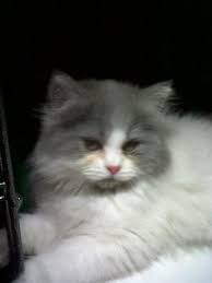 Kemudian dilakukan perkembanganbiakan yang selektif hingga mampu menghasilkan berbagai macam warna dengan hidung yang datar, membuat kucing ini terkadang terlihat menyeramkan. Gambar Kucing Persia Warna Abu Abu Putih