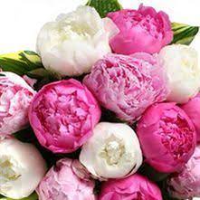 Unbranded peony individual flowers flowers. Wholesale Peony Guide Wedding Flower Guides Uk Triangle Nursery