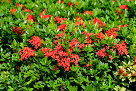 Image result for Ixora nana