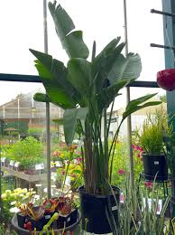 Houseplant Full Grown White Bird Of Paradise Bird Of Paradise Happy In Full Sun Or Bright Light Large Indoor Plants Plants Indoor Plants