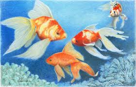 But whatever the subject matter or method, i will always show you the easiest and most effective way to draw. Goldfish Tank Drawing By Phyllis Howard Wall Art