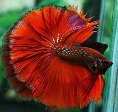Male Super Orange Black Over Halfmoon Betta Pez Betta Betta Peces Betta