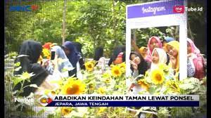Bagi anda yang kurang percaya dengan kami via online, anda bisa langsung ke kota jepara dan melakukan pembelian di. Asyik Berswafoto Dan Jalan Jalan Wisata Kebun Bunga Matahari Di Jepara Ramai Pengunjung Lip 23 06 Youtube