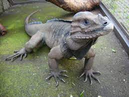 Wow A Rare Rhinoceros Iguana Animals Rare Animals Animals Beautiful