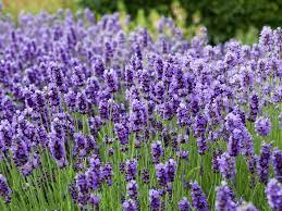 Petaluma nursery supplying a wide variety of plants, flowers, roses, clematis, fruit trees, vines, grasses and garden supplies in sonoma county. Cottage Garden Flowers Hgtv