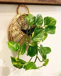 Pin On Indoor Plants