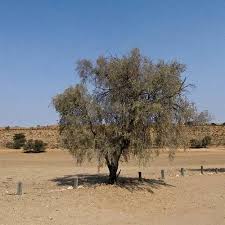 Image result for Acacia haematoxylon