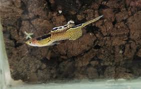 Top Sword Snakeskin Guppy Guppy Lizard Animals